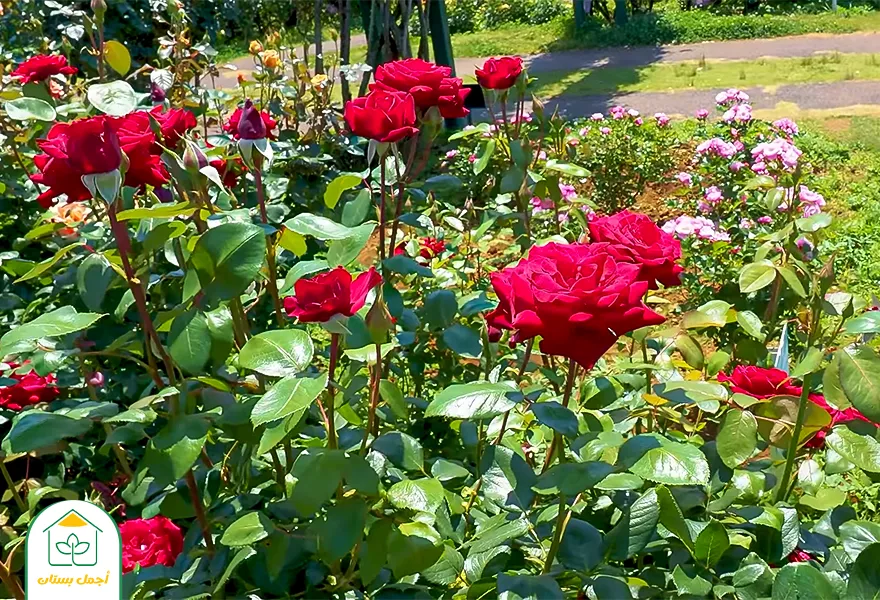 حديقة الورود