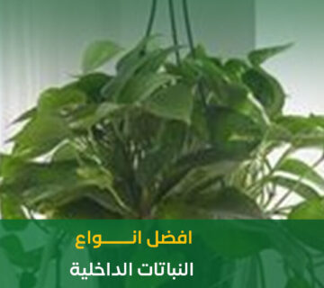 أفضل انواع النباتات الداخلية