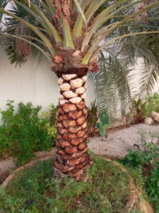 أنواع أشجار الزينة للحدائق أنواع أشجار الزينة للحدائق