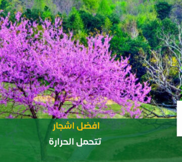 اشجار تتحمل الحرارة بالرياض نجمة البستان