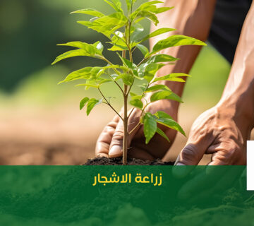 زراعة الاشجار الرياض نجمة البستان