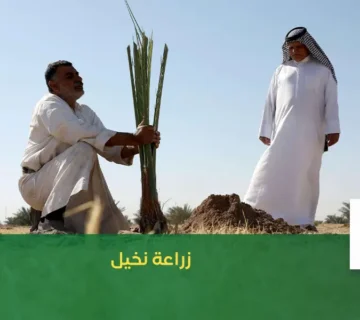 زراعة النخيل من شركة اجمل بستان